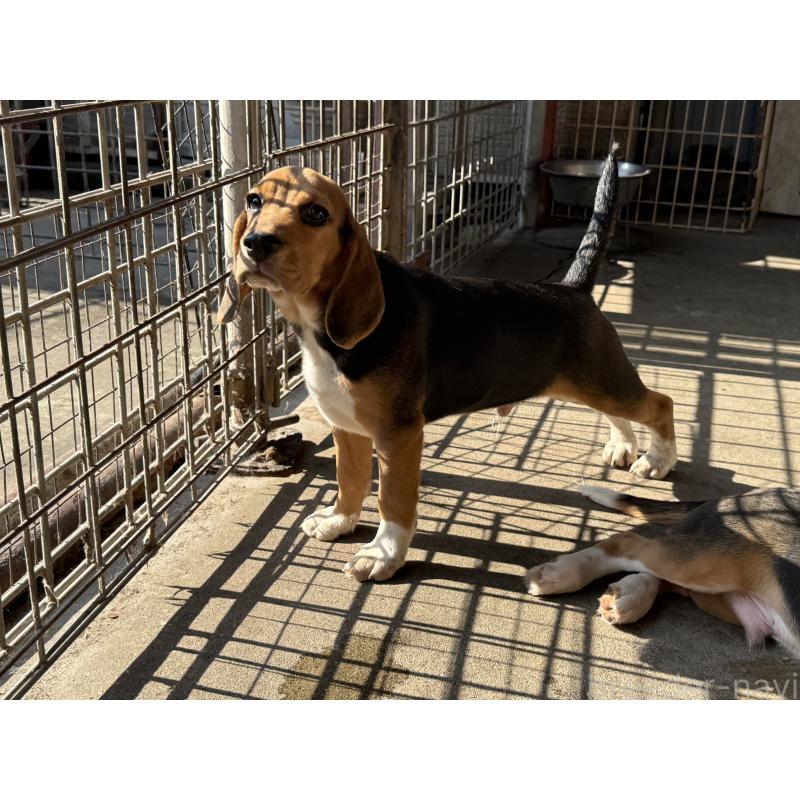 販売中の愛知県のビーグル-412089の8枚目