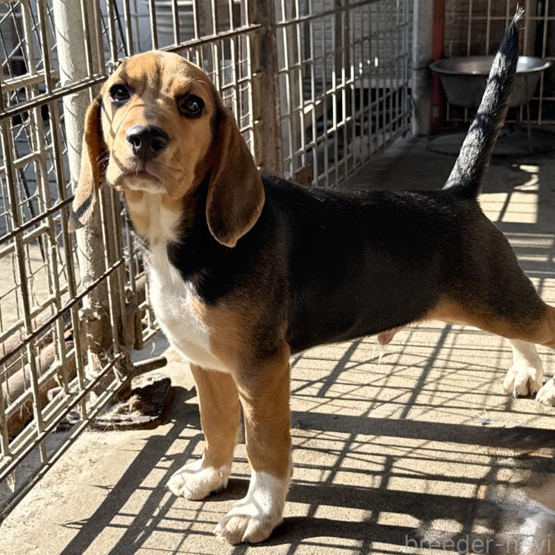 販売中の愛知県のビーグル-412089の7枚目