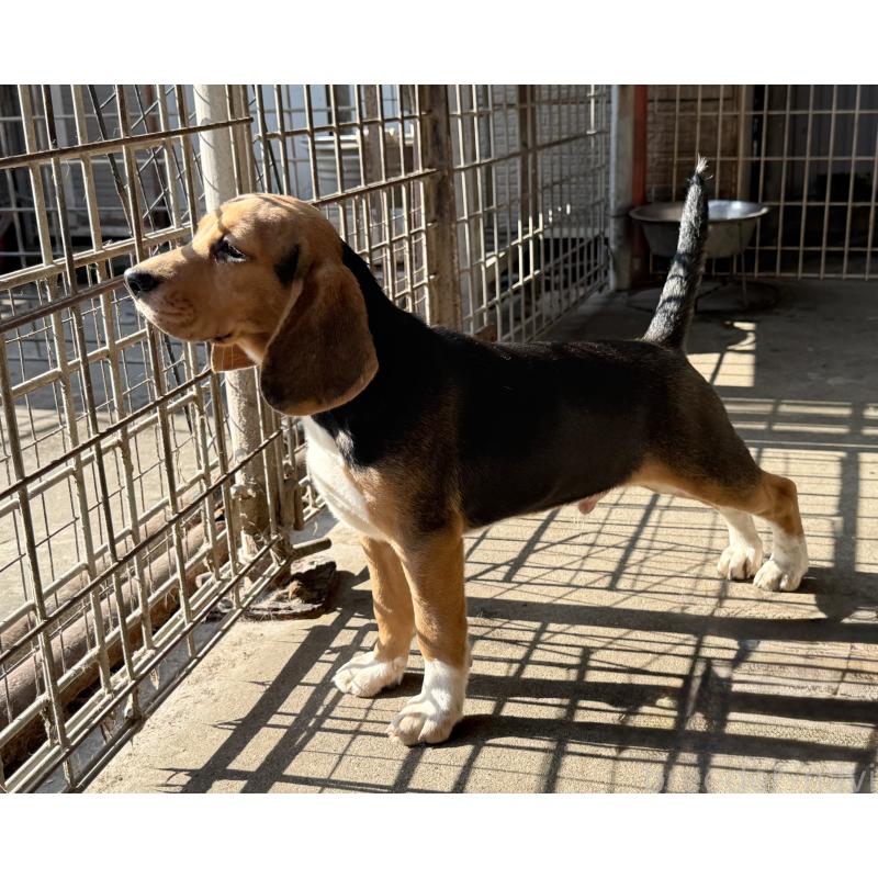 販売中の愛知県のビーグル-412089の6枚目