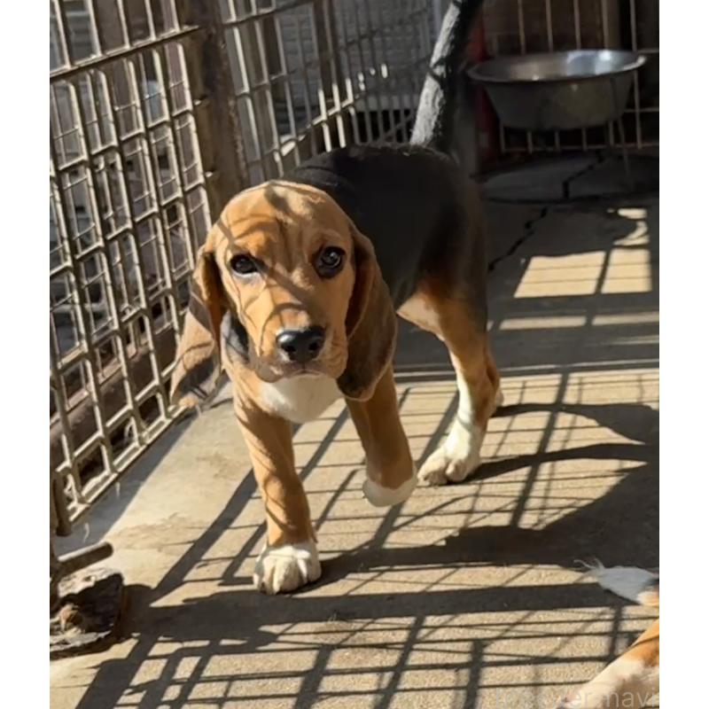 販売中の愛知県のビーグル-412089の5枚目