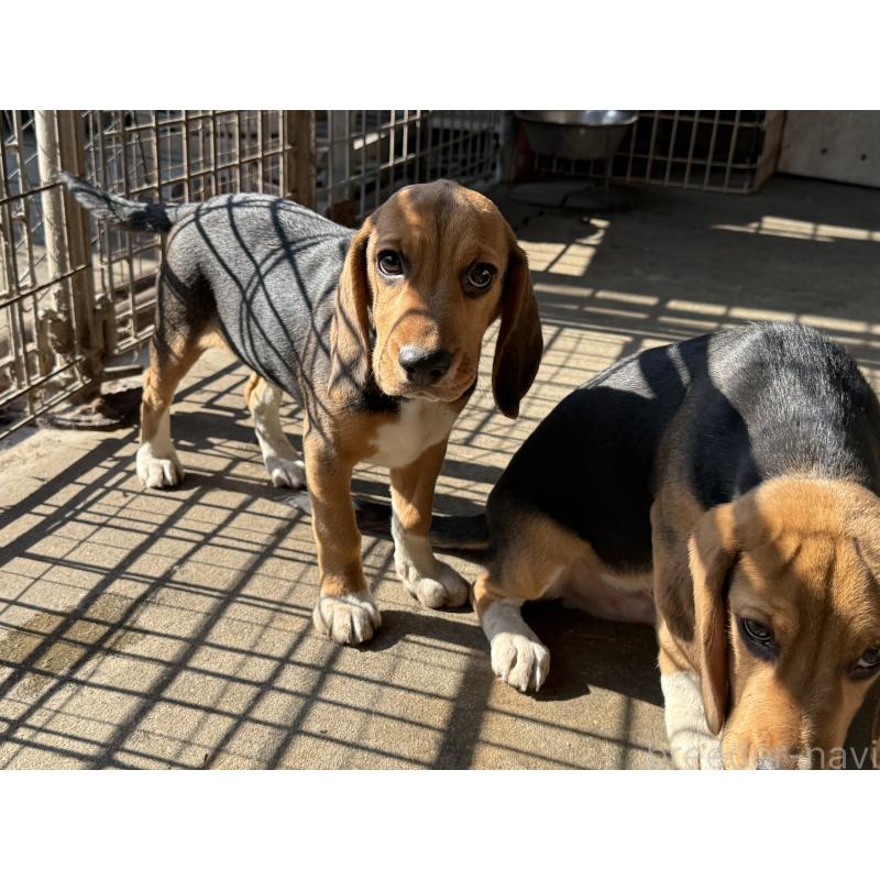 販売中の愛知県のビーグル-412089の4枚目