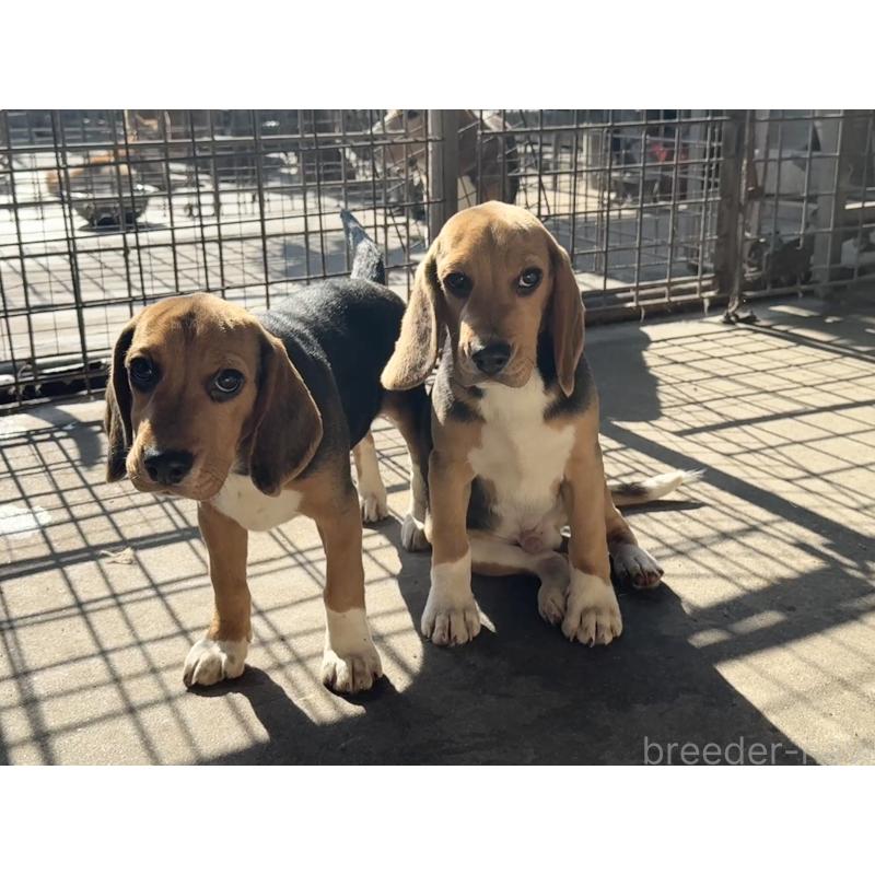 販売中の愛知県のビーグル-412089の3枚目