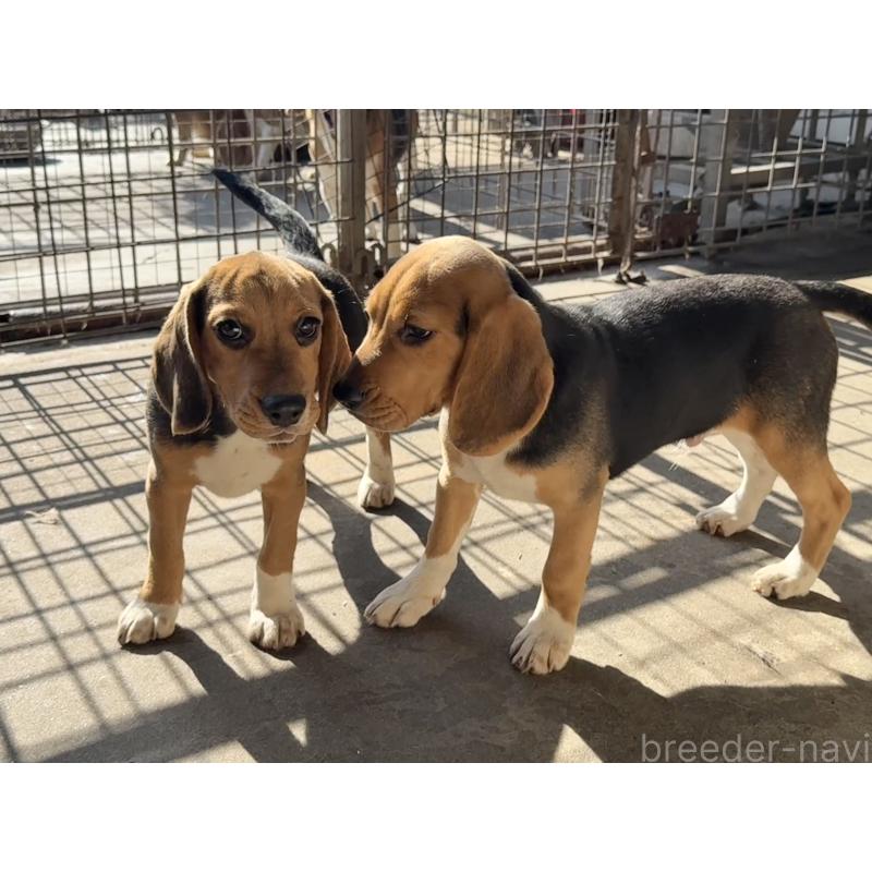 販売中の愛知県のビーグル-412089の2枚目