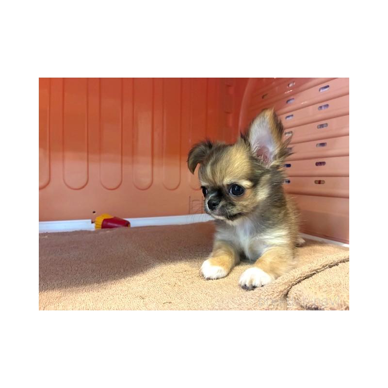 成約済の東京都のチワワ(ロングコート)-422908の1枚目