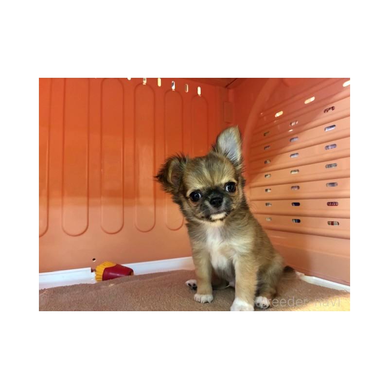 成約済の東京都のチワワ(ロングコート)-422908の6枚目