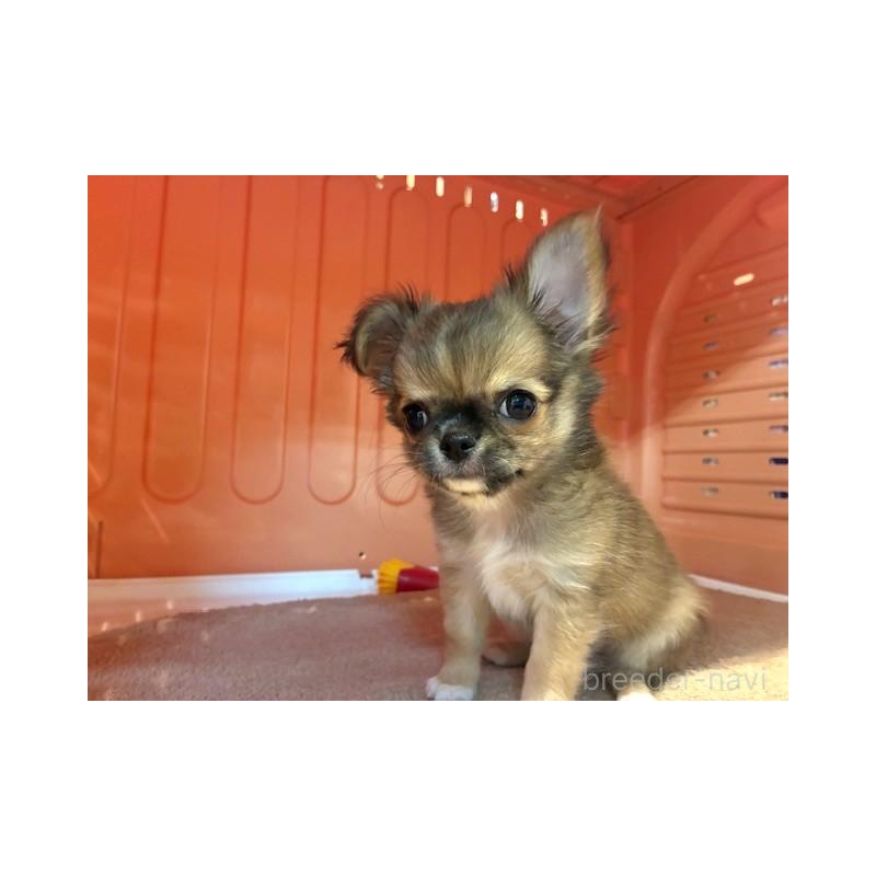 成約済の東京都のチワワ(ロングコート)-422908の5枚目