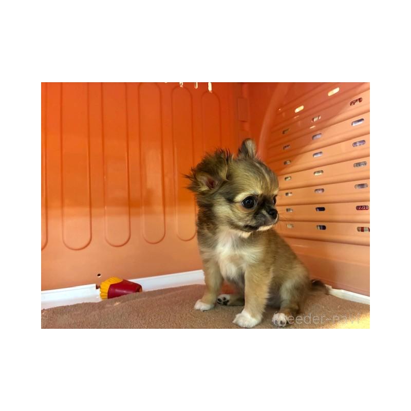 成約済の東京都のチワワ(ロングコート)-422908の3枚目