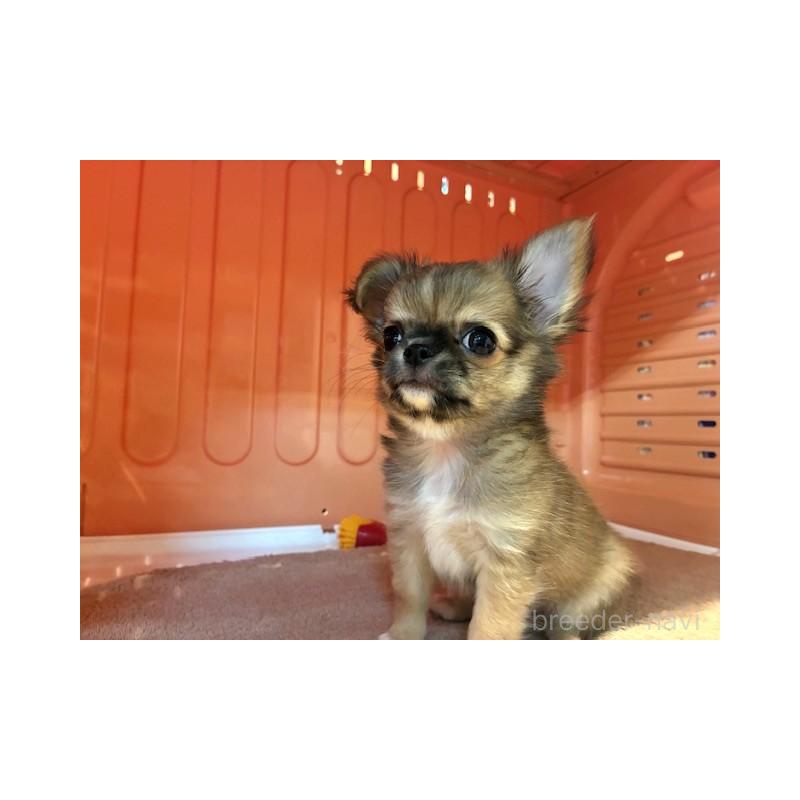 成約済の東京都のチワワ(ロングコート)-422908の2枚目