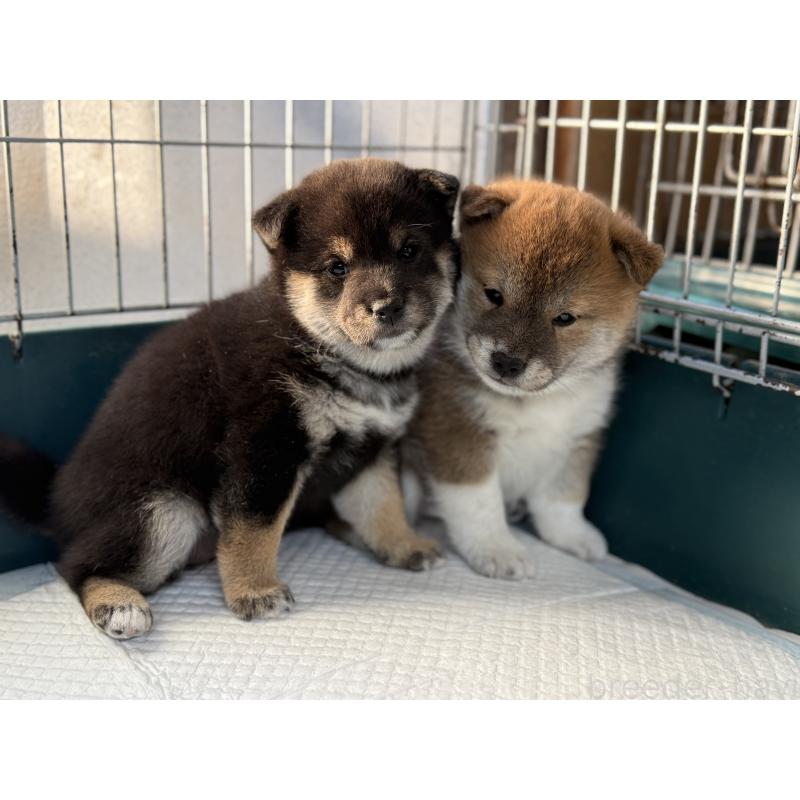 販売中の愛知県のビーグル-412091の8枚目