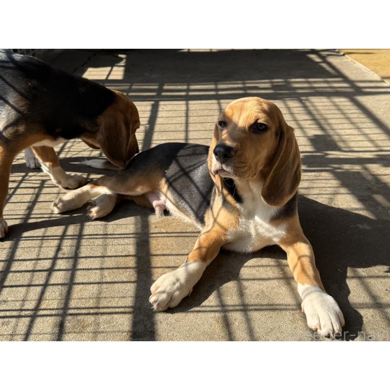 販売中の愛知県のビーグル-412091の7枚目