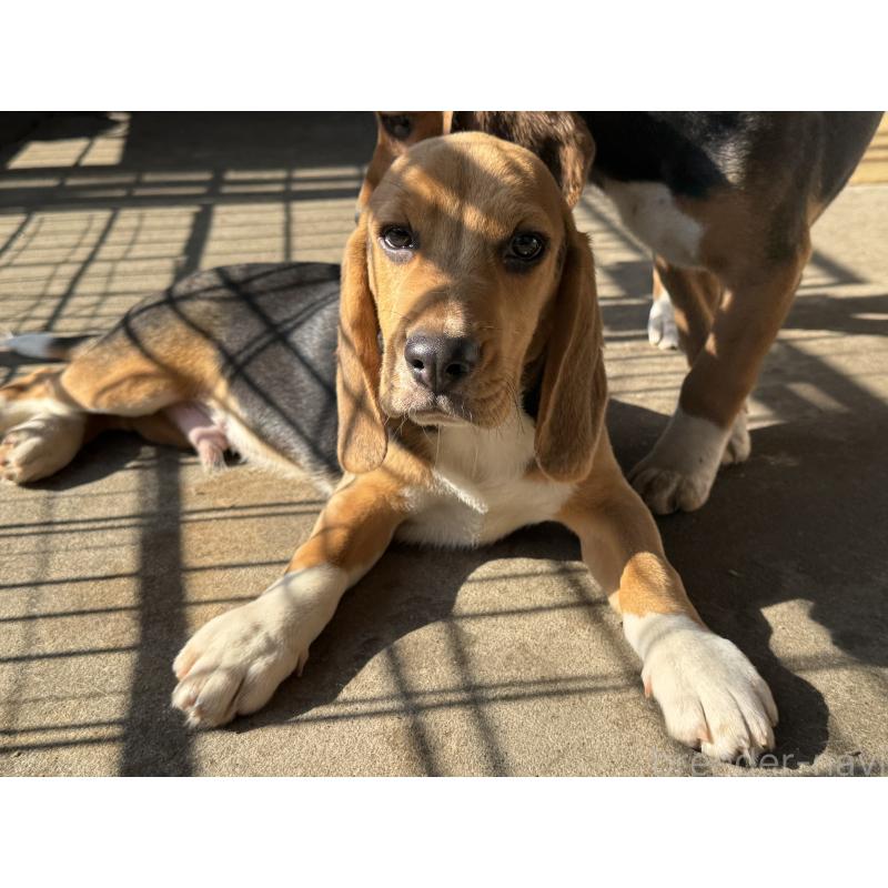 販売中の愛知県のビーグル-412091の6枚目