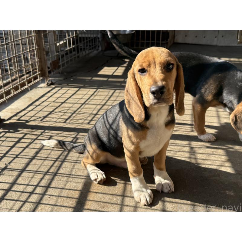 販売中の愛知県のビーグル-412091の5枚目