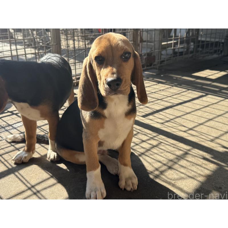 販売中の愛知県のビーグル-412091の4枚目