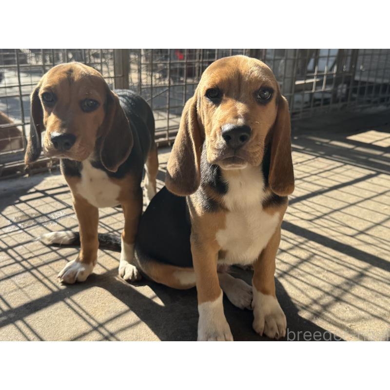 販売中の愛知県のビーグル-412091の3枚目