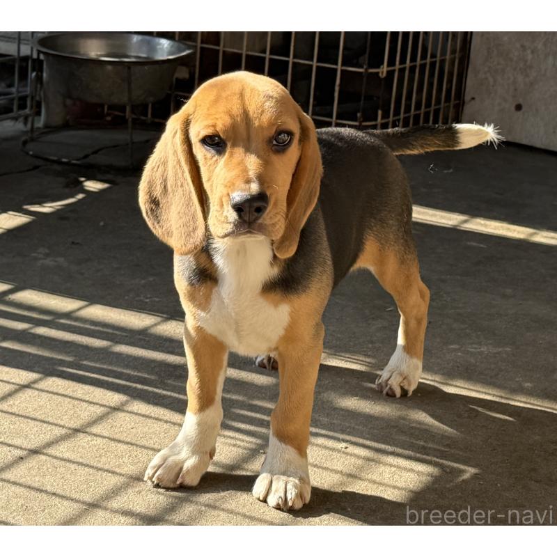 販売中の愛知県のビーグル-412091