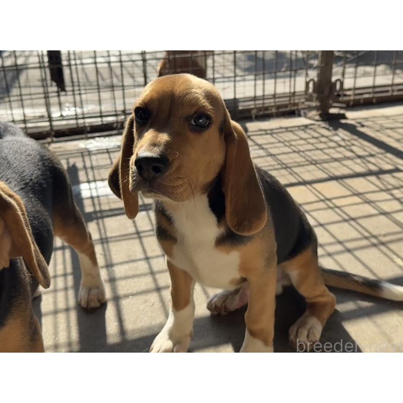 販売中の愛知県のビーグル-412091の2枚目