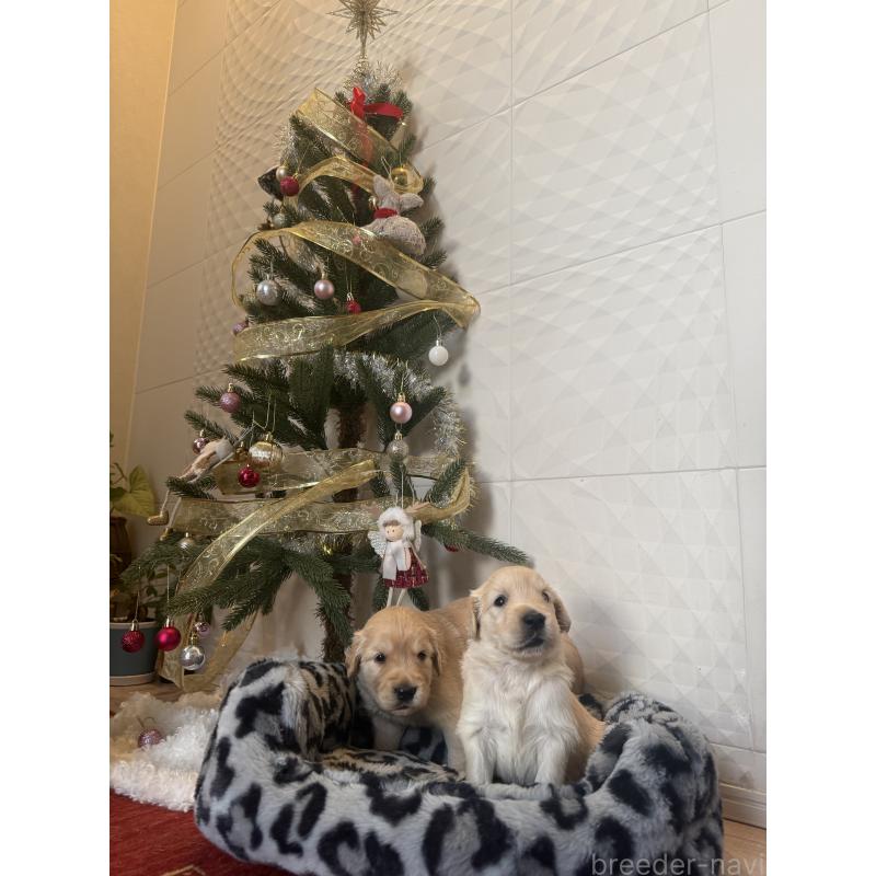 販売中の静岡県のゴールデンレトリーバー-430238の4枚目