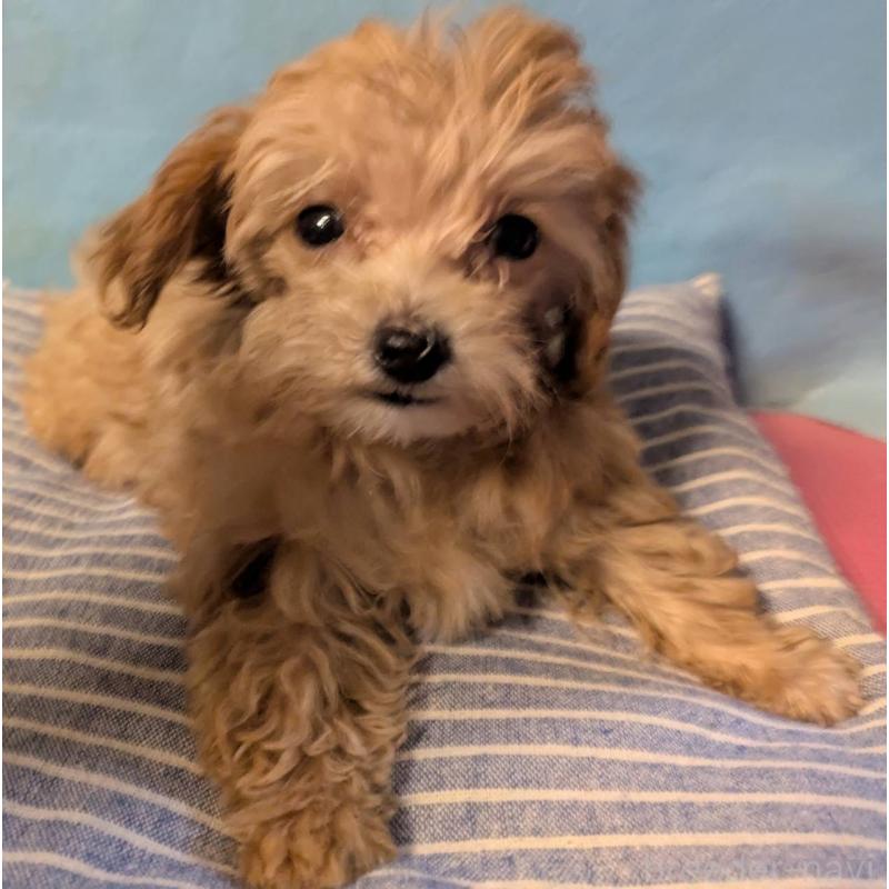 販売中の埼玉県のマルプー:マルチーズ×トイプードル-417249の16枚目