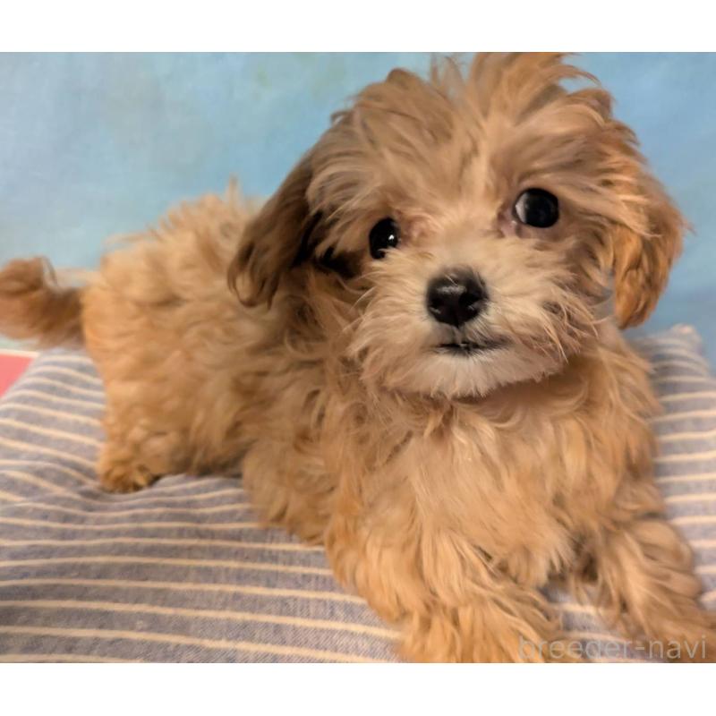 販売中の埼玉県のマルプー:マルチーズ×トイプードル-417249の15枚目