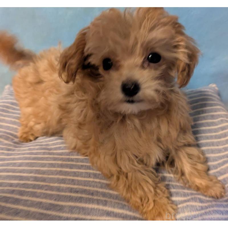 販売中の埼玉県のマルプー:マルチーズ×トイプードル-417249の14枚目