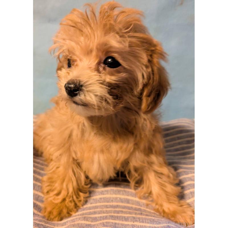 販売中の埼玉県のマルプー:マルチーズ×トイプードル-417249