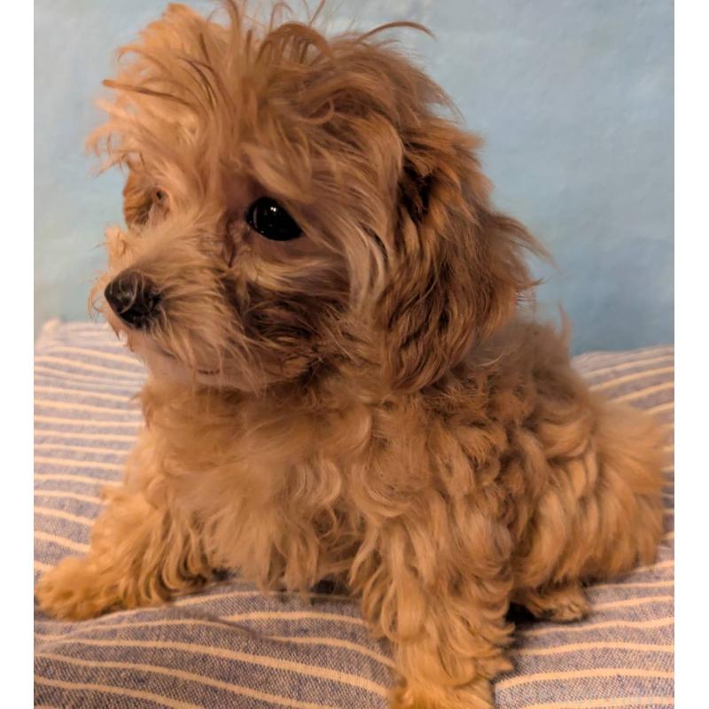 販売中の埼玉県のマルプー:マルチーズ×トイプードル-417249の12枚目