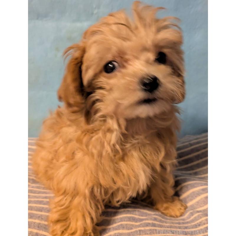 販売中の埼玉県のマルプー:マルチーズ×トイプードル-417249の11枚目