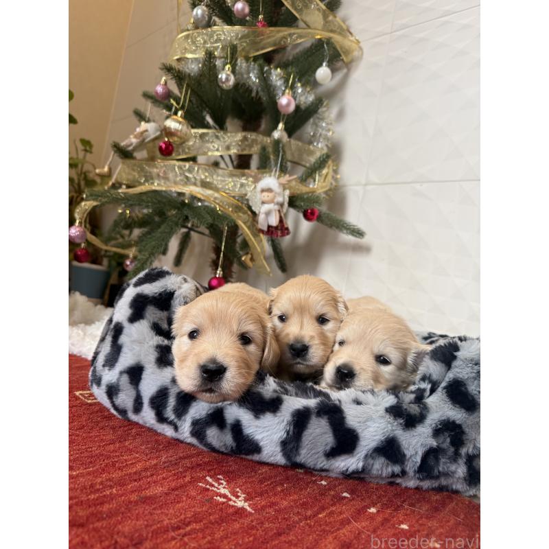 販売中の静岡県のゴールデンレトリーバー-430239の4枚目