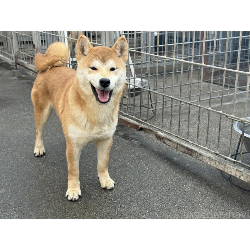 販売中の愛知県の柴犬-400842の10枚目