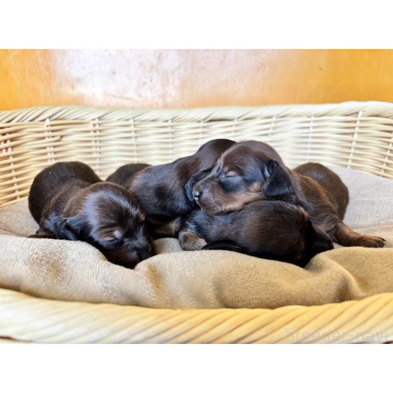 販売中の福岡県のカニンヘンダックスフンド(ロングヘアード)-430240の4枚目