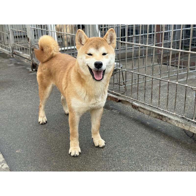 販売中の愛知県の柴犬-400842の9枚目