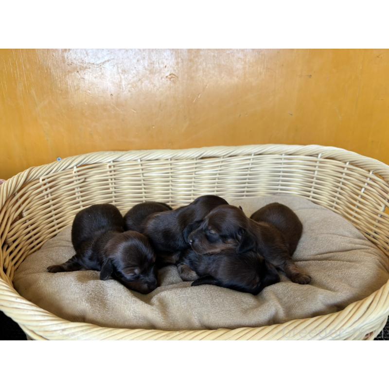 販売中の福岡県のカニンヘンダックスフンド(ロングヘアード)-430240の3枚目