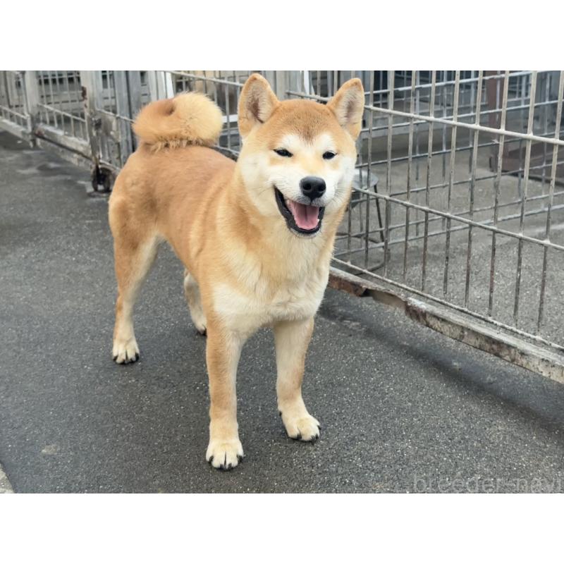 販売中の愛知県の柴犬-400842の8枚目