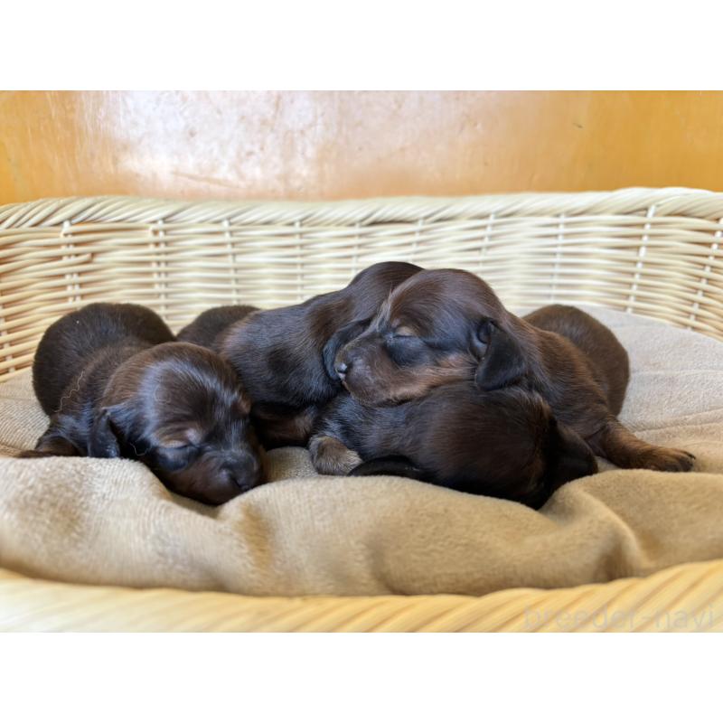 販売中の福岡県のカニンヘンダックスフンド(ロングヘアード)-430240の2枚目