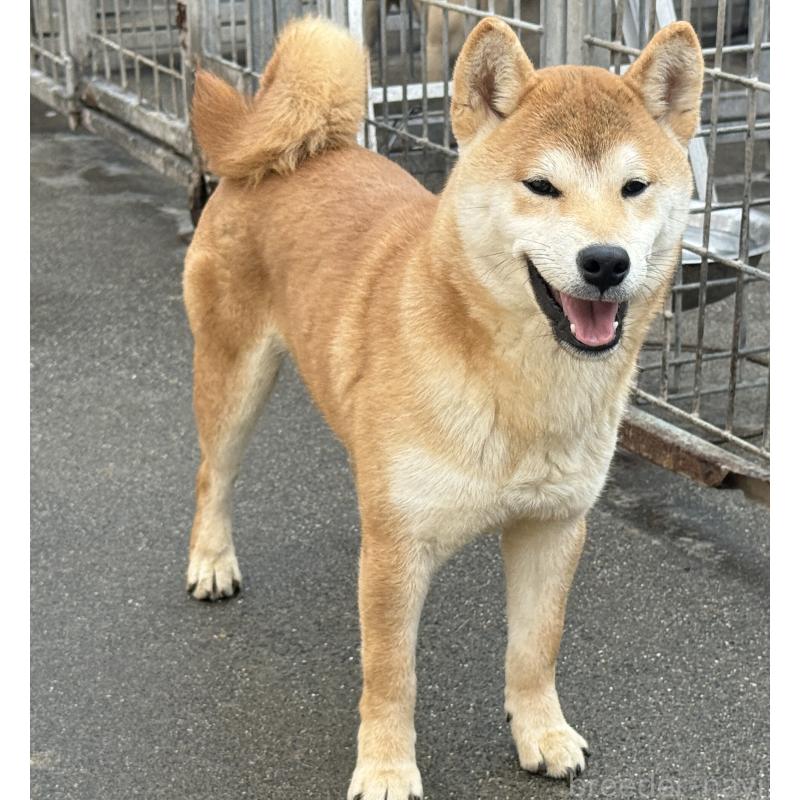 販売中の愛知県の柴犬-400842の7枚目