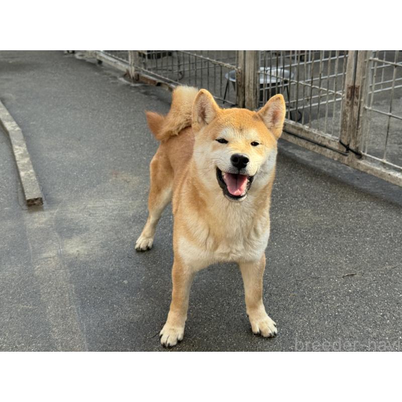 販売中の愛知県の柴犬-400842の6枚目