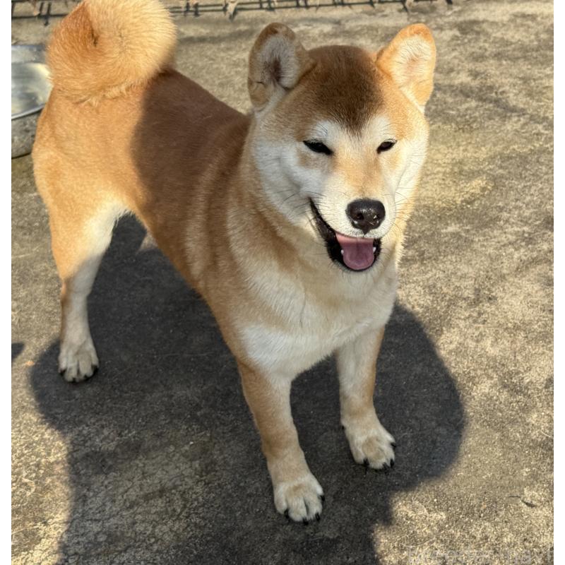 販売中の愛知県の柴犬-400842の5枚目