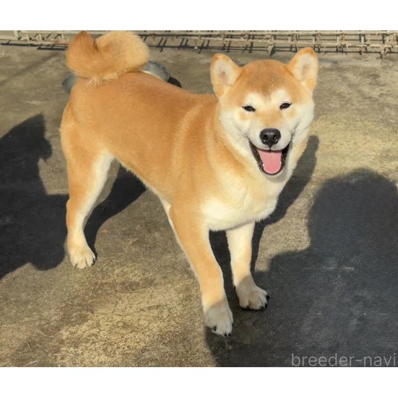 販売中の愛知県の柴犬-400842の4枚目