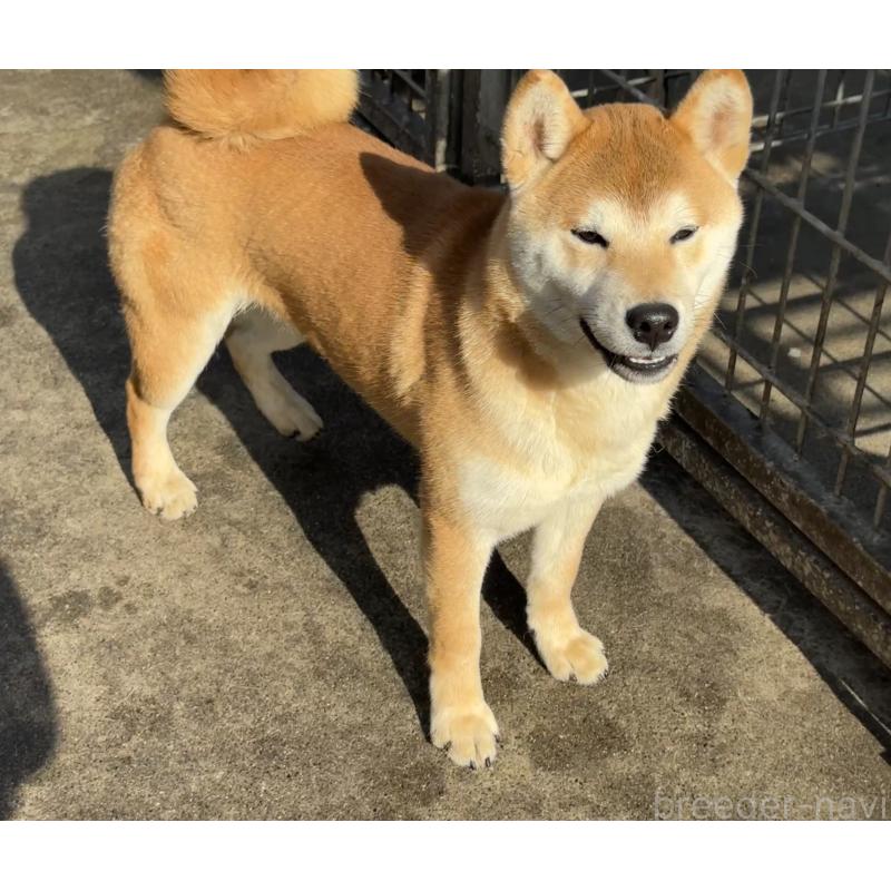 販売中の愛知県の柴犬-400842の3枚目