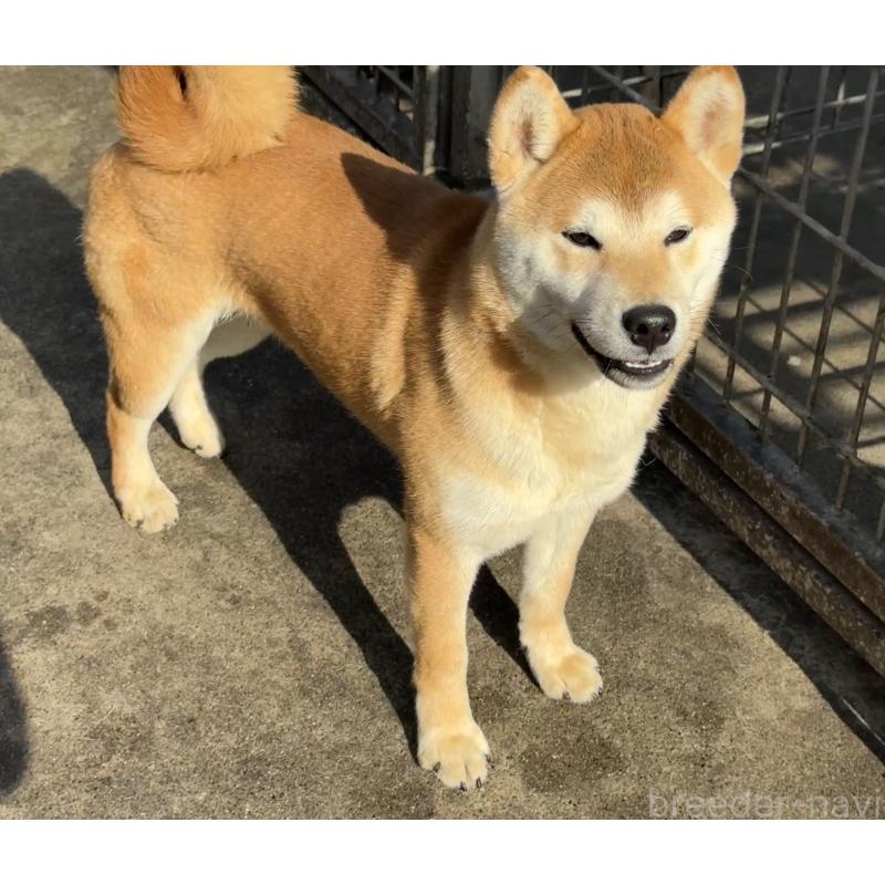 販売中の愛知県の柴犬-400842の2枚目