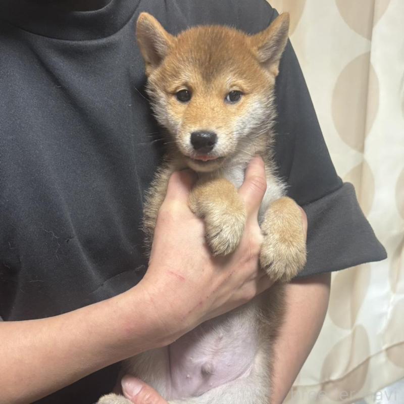 販売中の香川県の豆柴-430241の4枚目