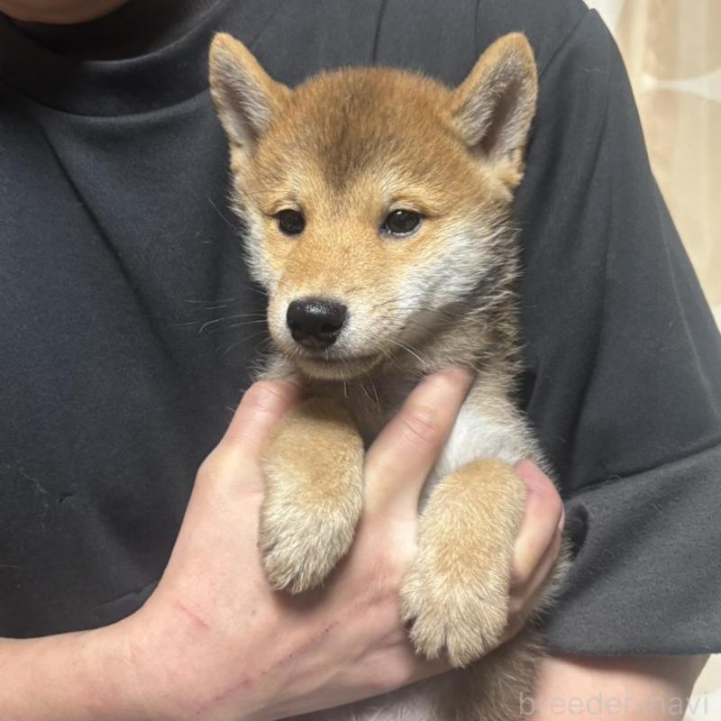 販売中の香川県の豆柴-430241の3枚目