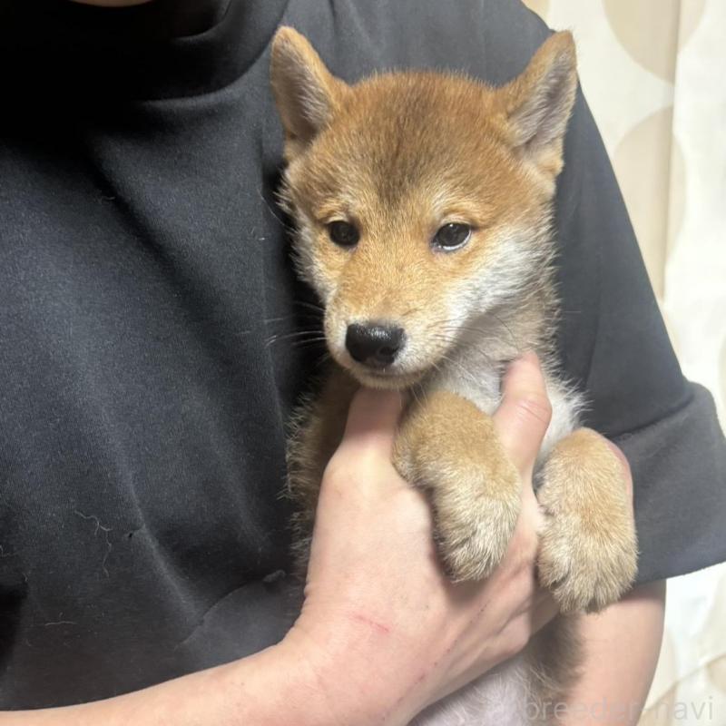 販売中の香川県の豆柴-430241の2枚目