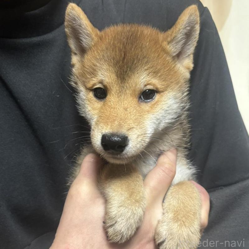 販売中の香川県の豆柴-430241