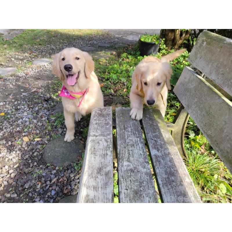 販売中の三重県のゴールデンレトリーバー-415550の4枚目