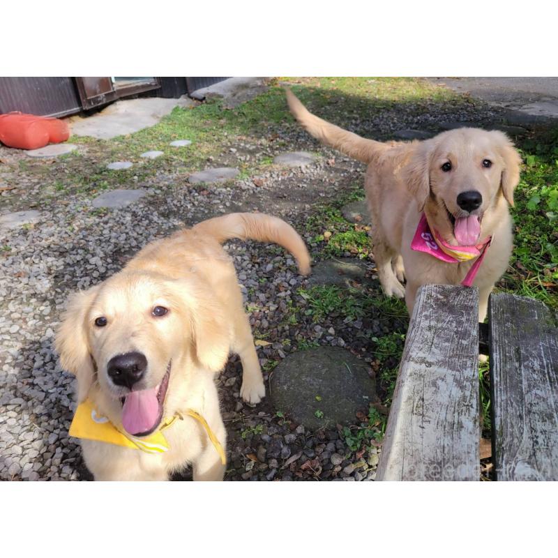 販売中の三重県のゴールデンレトリーバー-415550の3枚目