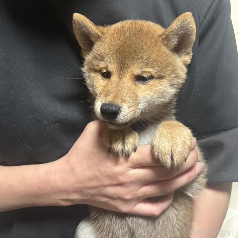 販売中の香川県の豆柴-430242の5枚目