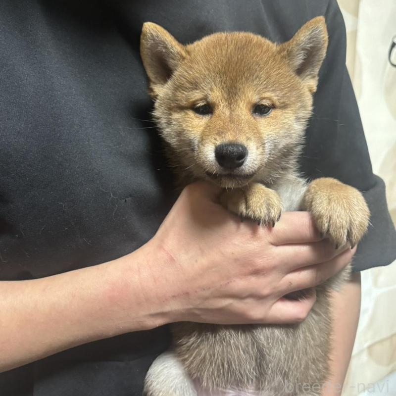 販売中の香川県の豆柴-430242の1枚目