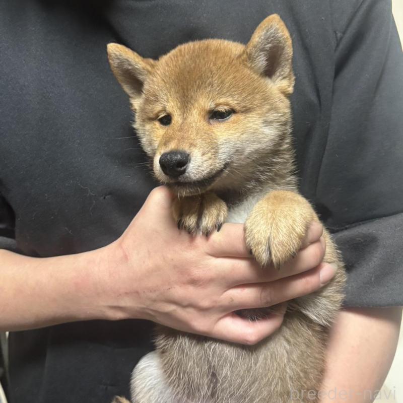 販売中の香川県の豆柴-430242の4枚目