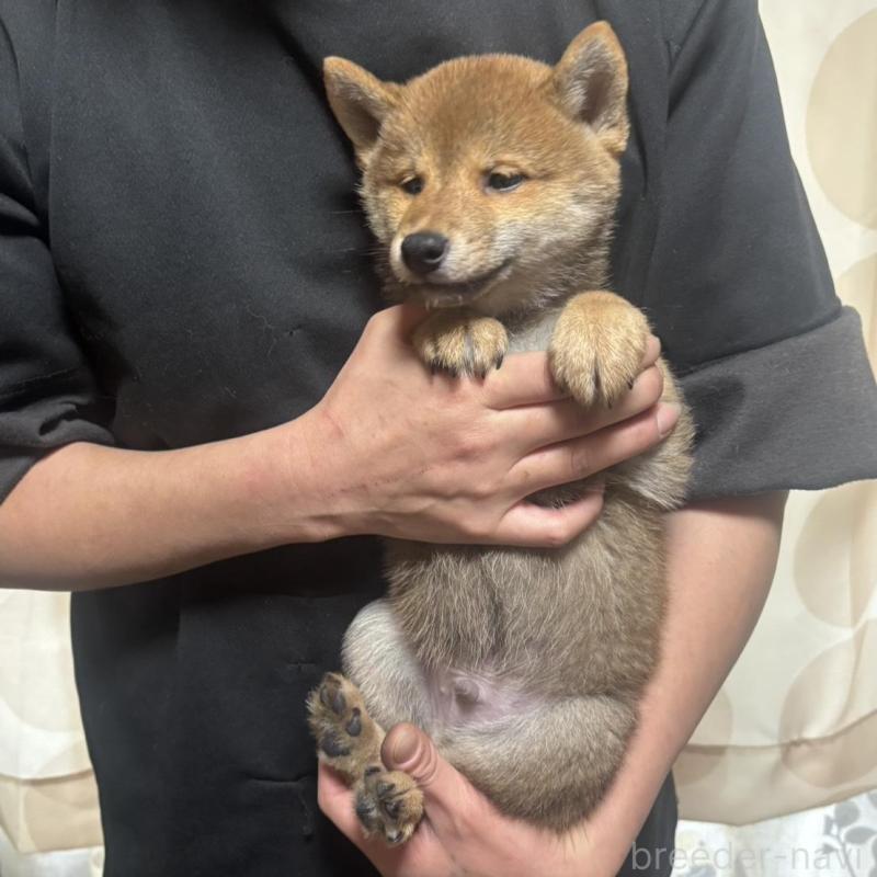 販売中の香川県の豆柴-430242の3枚目